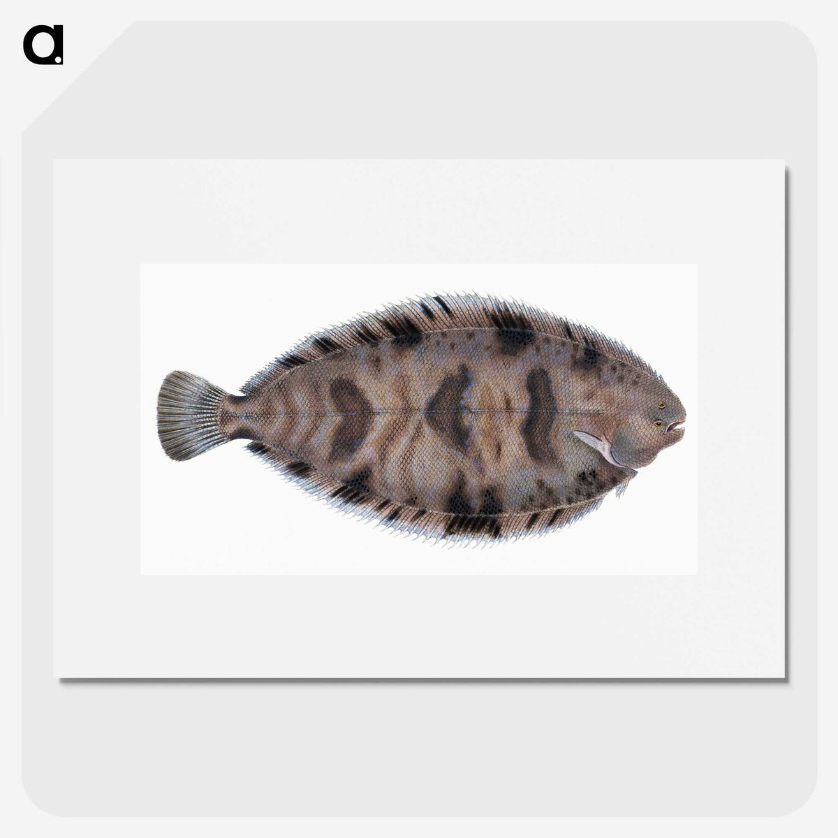 1-97_The-Natural-History-of-British-Fishes_picture