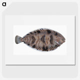 1-97_The-Natural-History-of-British-Fishes_picture