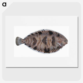 1-97_The-Natural-History-of-British-Fishes_picture