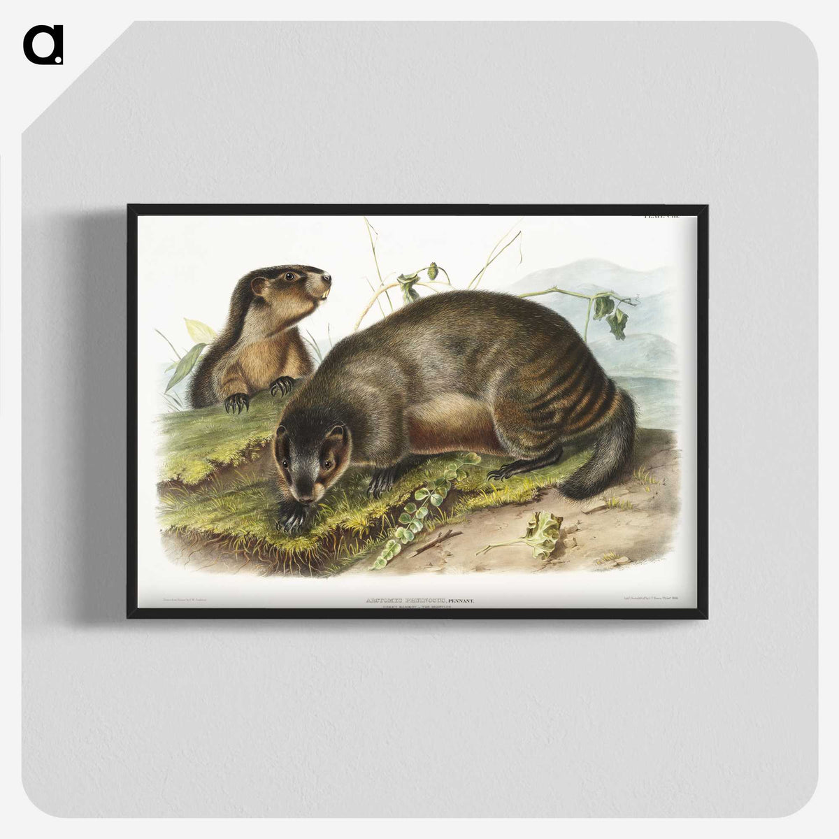 1-97_The-Viviparous-Quadrupeds_blk-crop