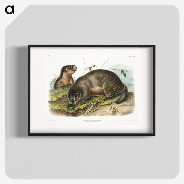 1-97_The-Viviparous-Quadrupeds_blk