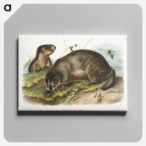 1-97_The-Viviparous-Quadrupeds_canvas