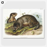 1-97_The-Viviparous-Quadrupeds_picture-crop