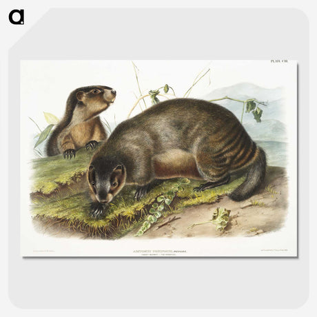 1-97_The-Viviparous-Quadrupeds_picture-crop