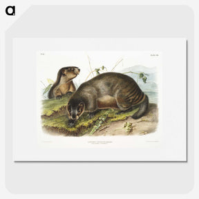 1-97_The-Viviparous-Quadrupeds_picture