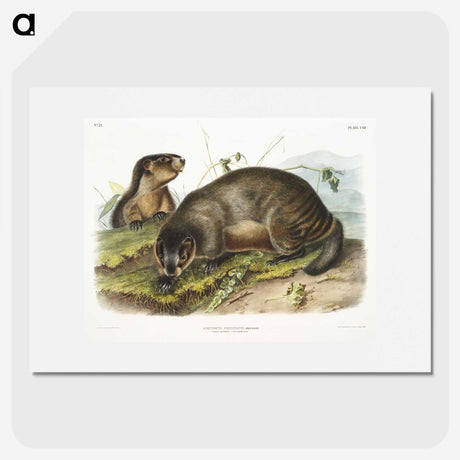 1-97_The-Viviparous-Quadrupeds_picture