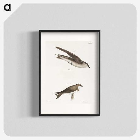 1-97_Zoology-of-New-York_blk