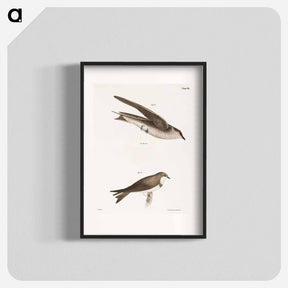 アートポスター-The Purple Martin - ニューヨークの動物学 Poster.