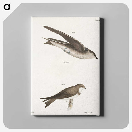 1-97_Zoology-of-New-York_canvas