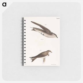 アートメモ帳-The Purple Martin - ニューヨークの動物学 Memo.