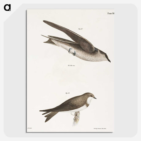 1-97_Zoology-of-New-York_picture-crop