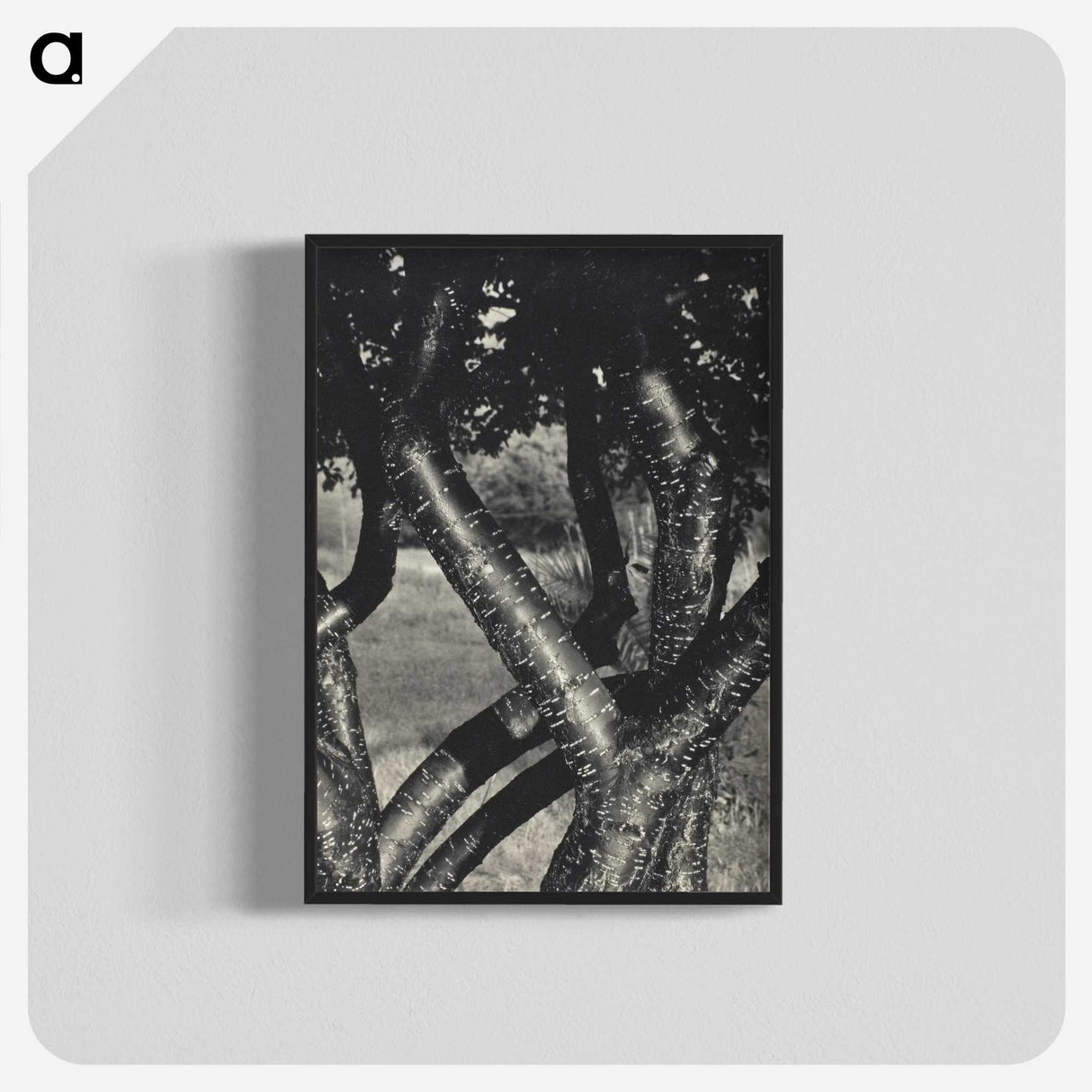 1-98_Alfred-Stieglitz_blk-crop