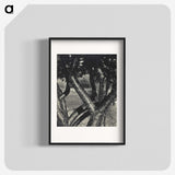 1-98_Alfred-Stieglitz_blk