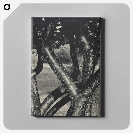 1-98_Alfred-Stieglitz_canvas