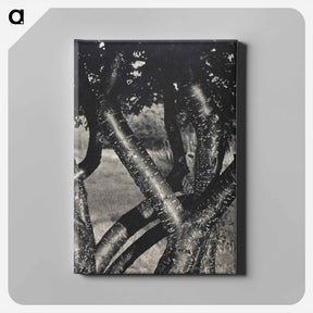 アートパネル-The Dancing Trees - アルフレッド スティーグリッツ Canvas.