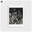 アートポストカード-The Dancing Trees - アルフレッド スティーグリッツ Postcard.