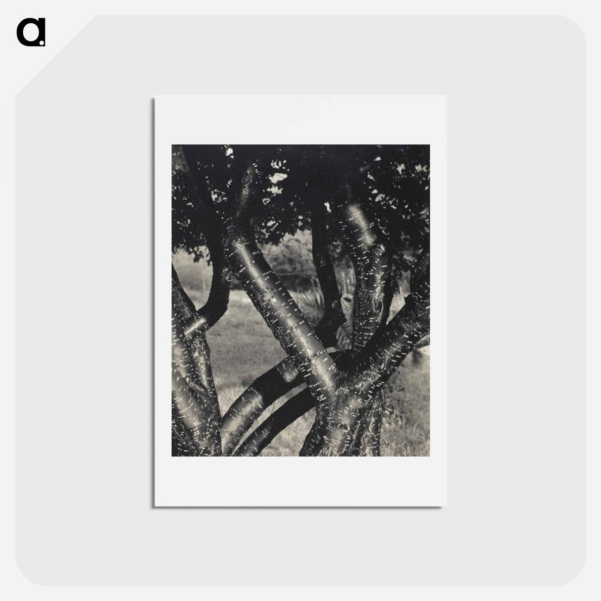 アートポストカード-The Dancing Trees - アルフレッド スティーグリッツ Postcard.