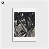 アートポストカード-The Dancing Trees - アルフレッド スティーグリッツ Postcard.