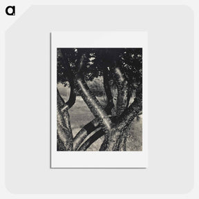 アートポストカード-The Dancing Trees - アルフレッド スティーグリッツ Postcard.
