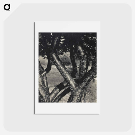 アートポストカード-The Dancing Trees - アルフレッド スティーグリッツ Postcard.