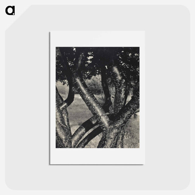 アートポストカード-The Dancing Trees - アルフレッド スティーグリッツ Postcard.
