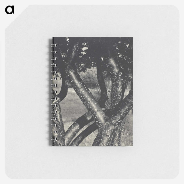 1-98_Alfred-Stieglitz_memo