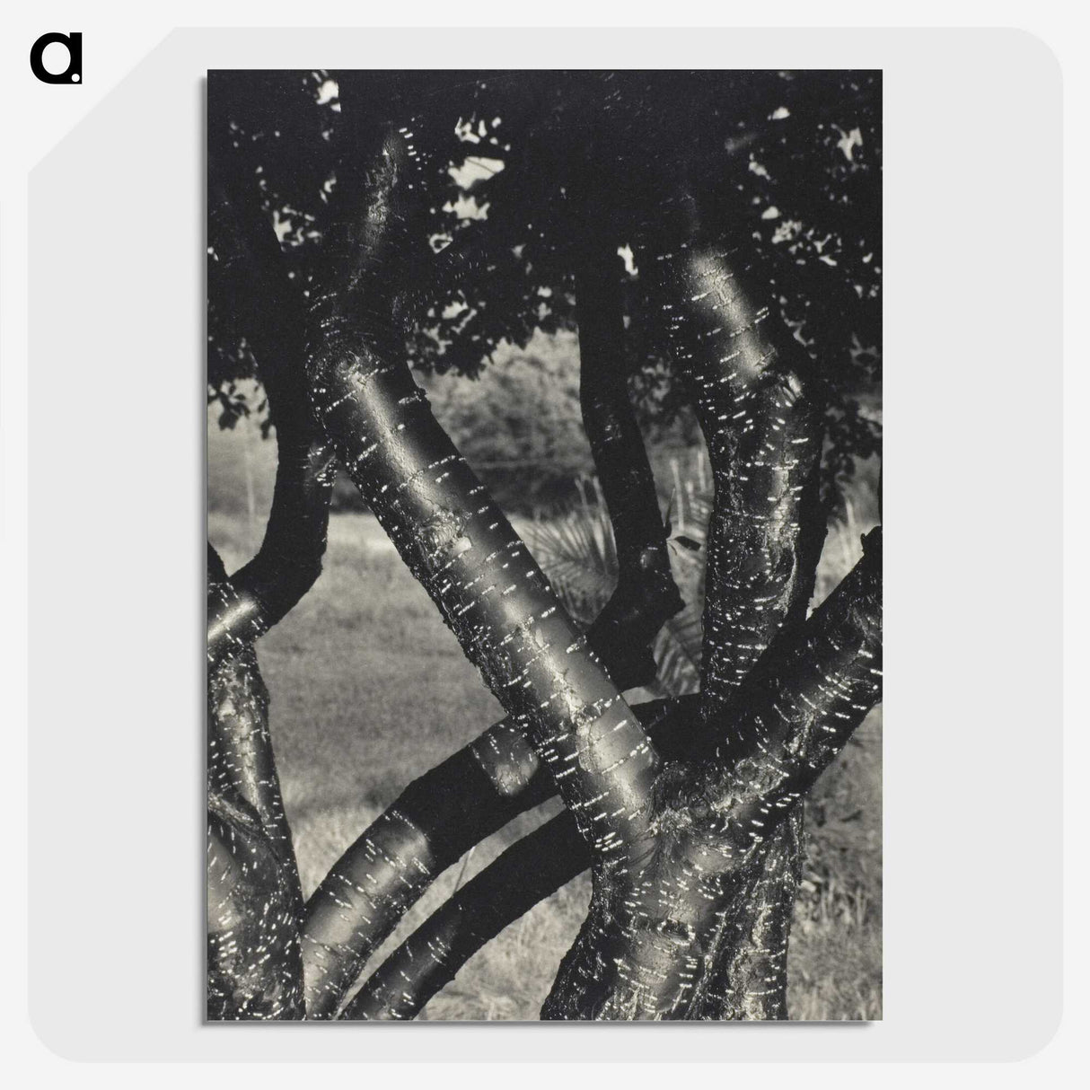 1-98_Alfred-Stieglitz_picture-crop