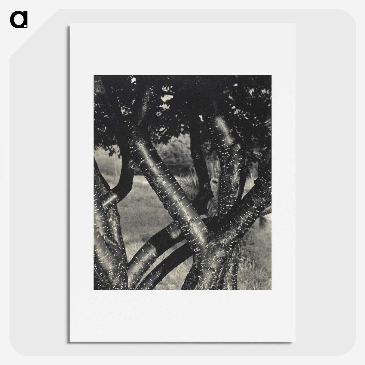 1-98_Alfred-Stieglitz_picture