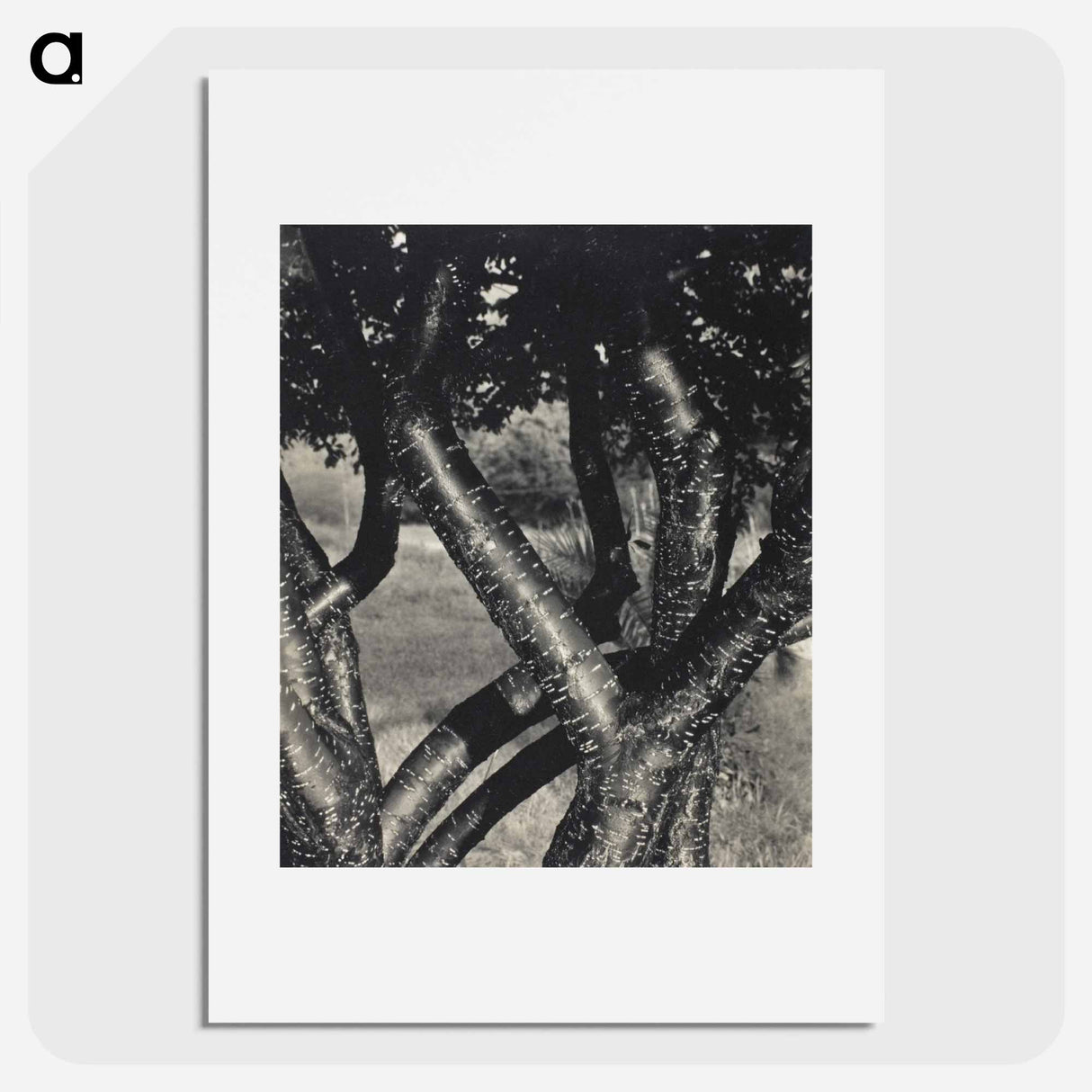 The Dancing Trees - アルフレッド スティーグリッツ Poster.