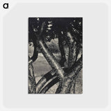 アートポストカード-The Dancing Trees - アルフレッド スティーグリッツ Postcard.