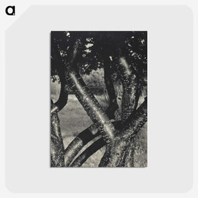 1-98_Alfred-Stieglitz_postcard