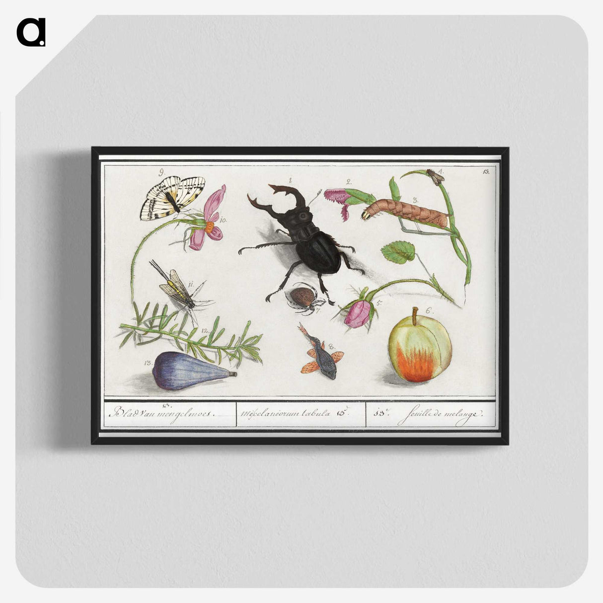 1-98_Anselmus-Boetius-de-Boodt_blk-crop