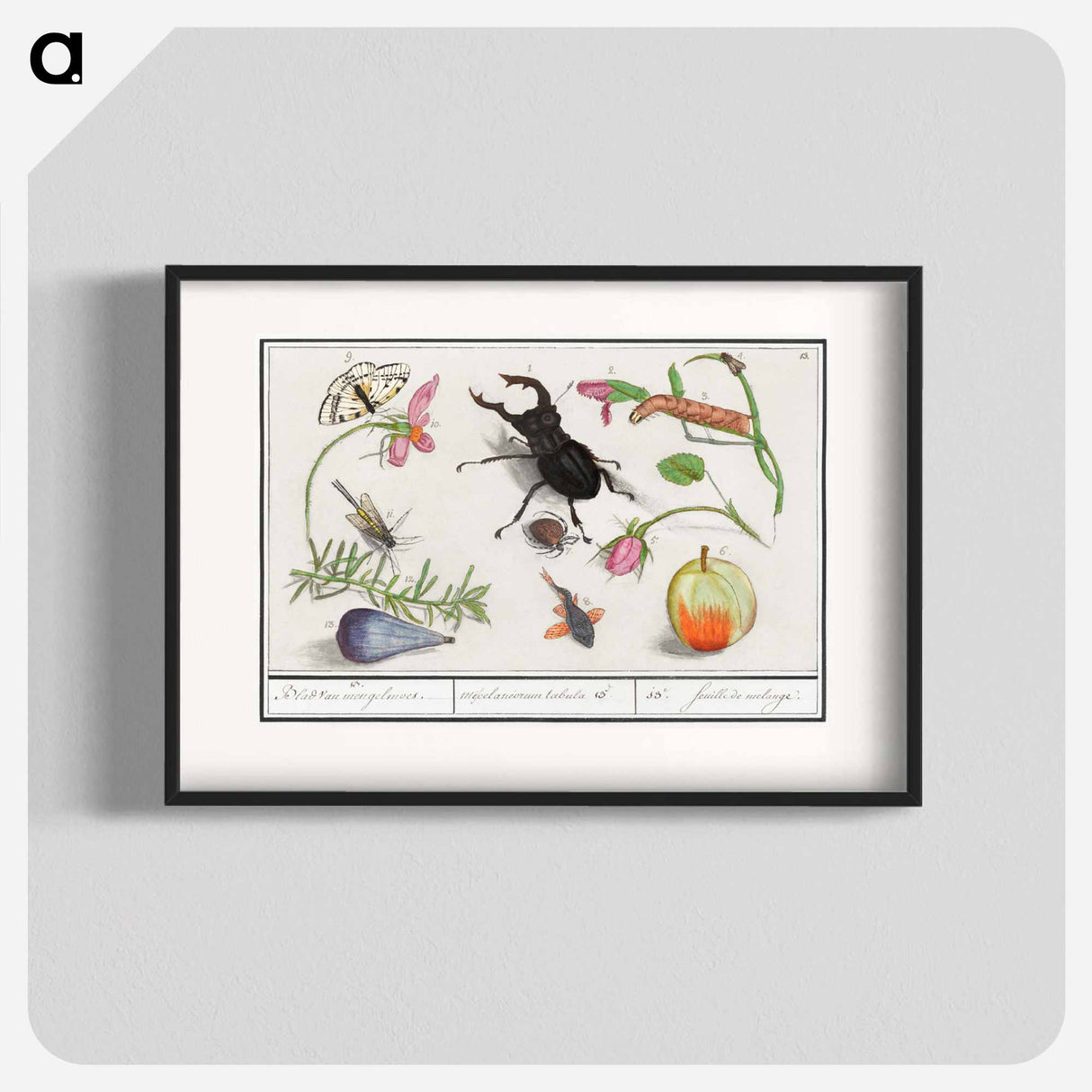 Natural History Ensemble, no. 13 - アンセルムス ボエティウス デ ブート Poster.
