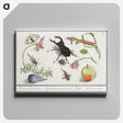 1-98_Anselmus-Boetius-de-Boodt_canvas