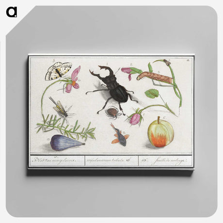 1-98_Anselmus-Boetius-de-Boodt_canvas