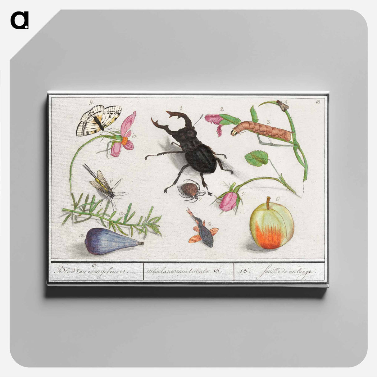 Natural History Ensemble, no. 13 - アンセルムス ボエティウス デ ブート Canvas.