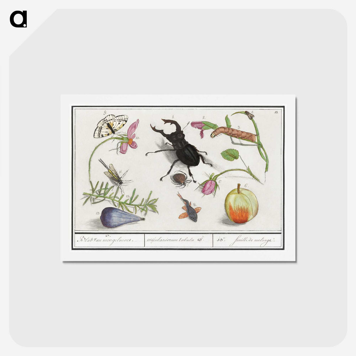 1-98_Anselmus-Boetius-de-Boodt_hagaki