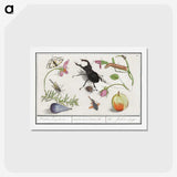1-98_Anselmus-Boetius-de-Boodt_hagaki