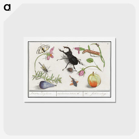 1-98_Anselmus-Boetius-de-Boodt_hagaki