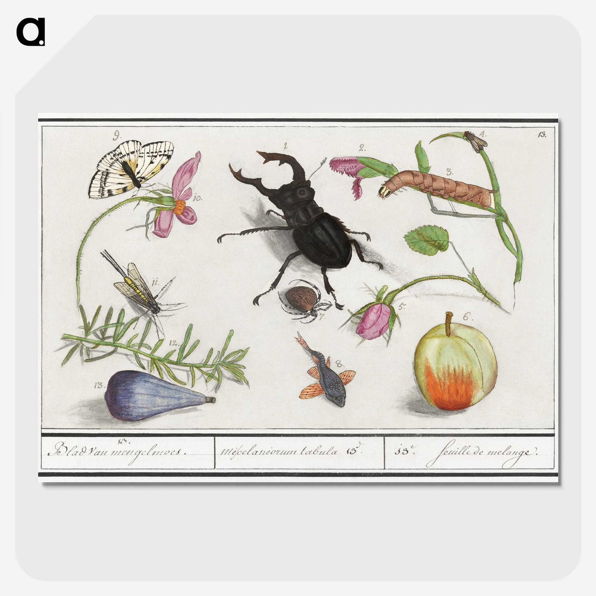 1-98_Anselmus-Boetius-de-Boodt_picture-crop