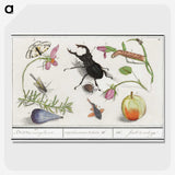1-98_Anselmus-Boetius-de-Boodt_picture-crop