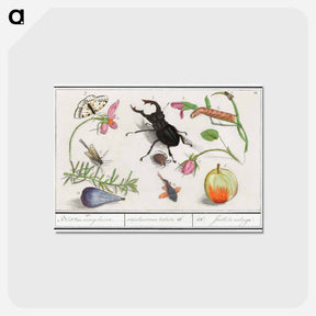 アートポストカード-Natural History Ensemble, no. 13 - アンセルムス ボエティウス デ ブート Postcard.