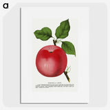 1-98_Botanical-Specimen-Plates_picture