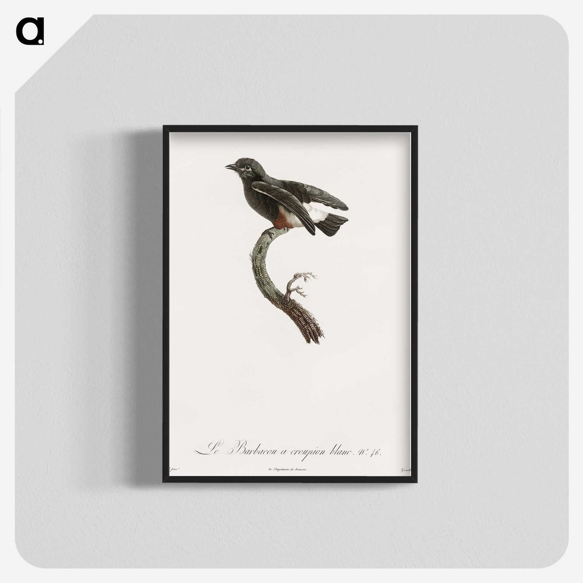 1-98_Des-Oiseaux-de-Paradis_blk-crop