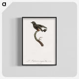 1-98_Des-Oiseaux-de-Paradis_blk-crop
