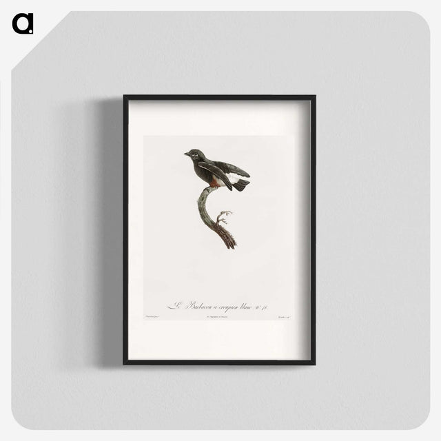 1-98_Des-Oiseaux-de-Paradis_blk