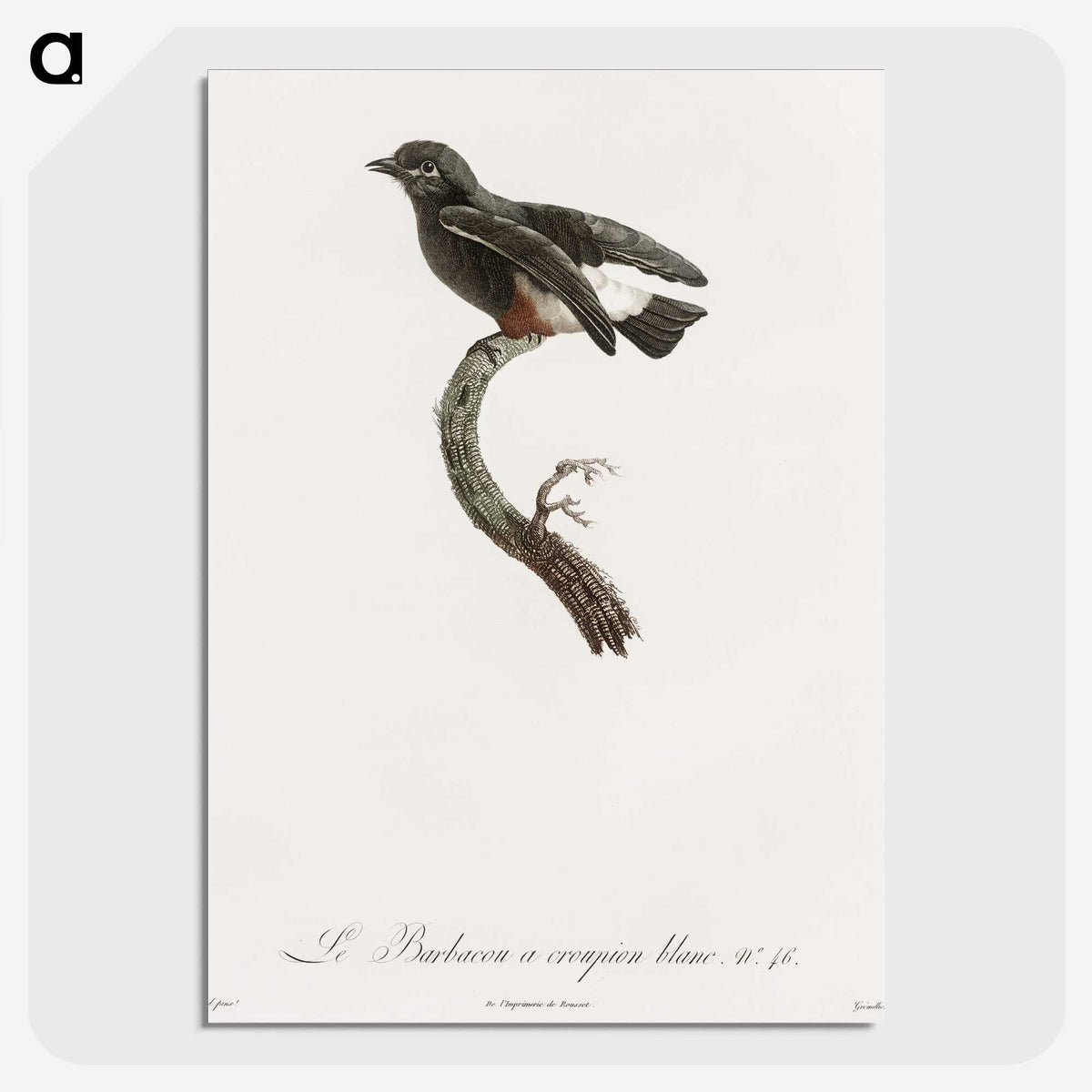 1-98_Des-Oiseaux-de-Paradis_picture-crop
