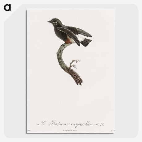 1-98_Des-Oiseaux-de-Paradis_picture-crop