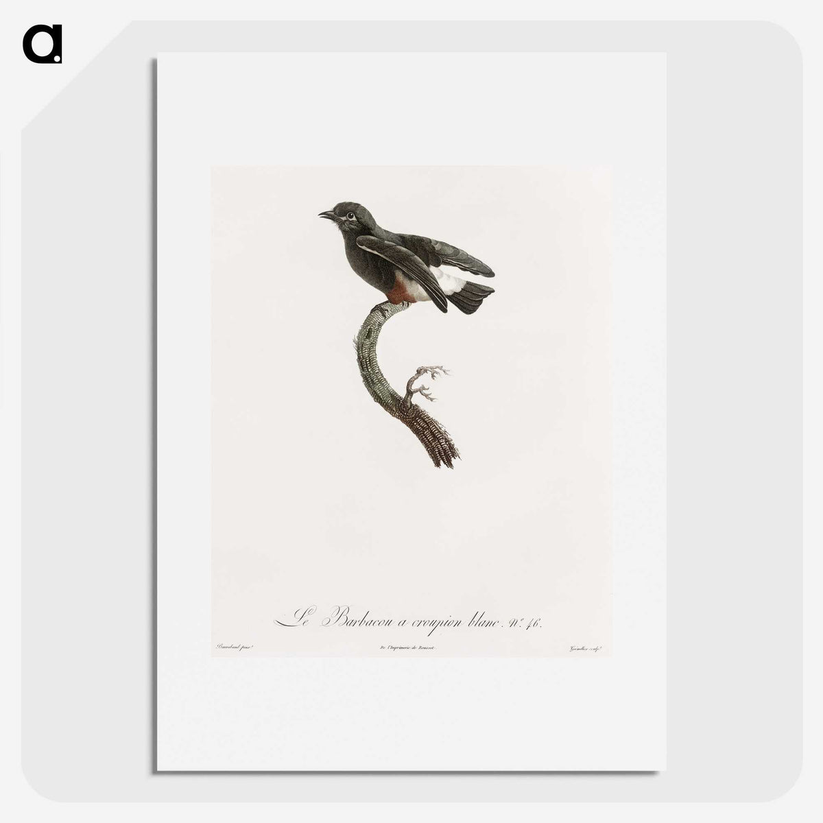 1-98_Des-Oiseaux-de-Paradis_picture