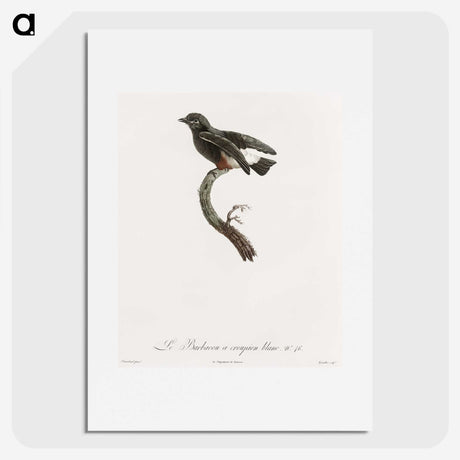 1-98_Des-Oiseaux-de-Paradis_picture